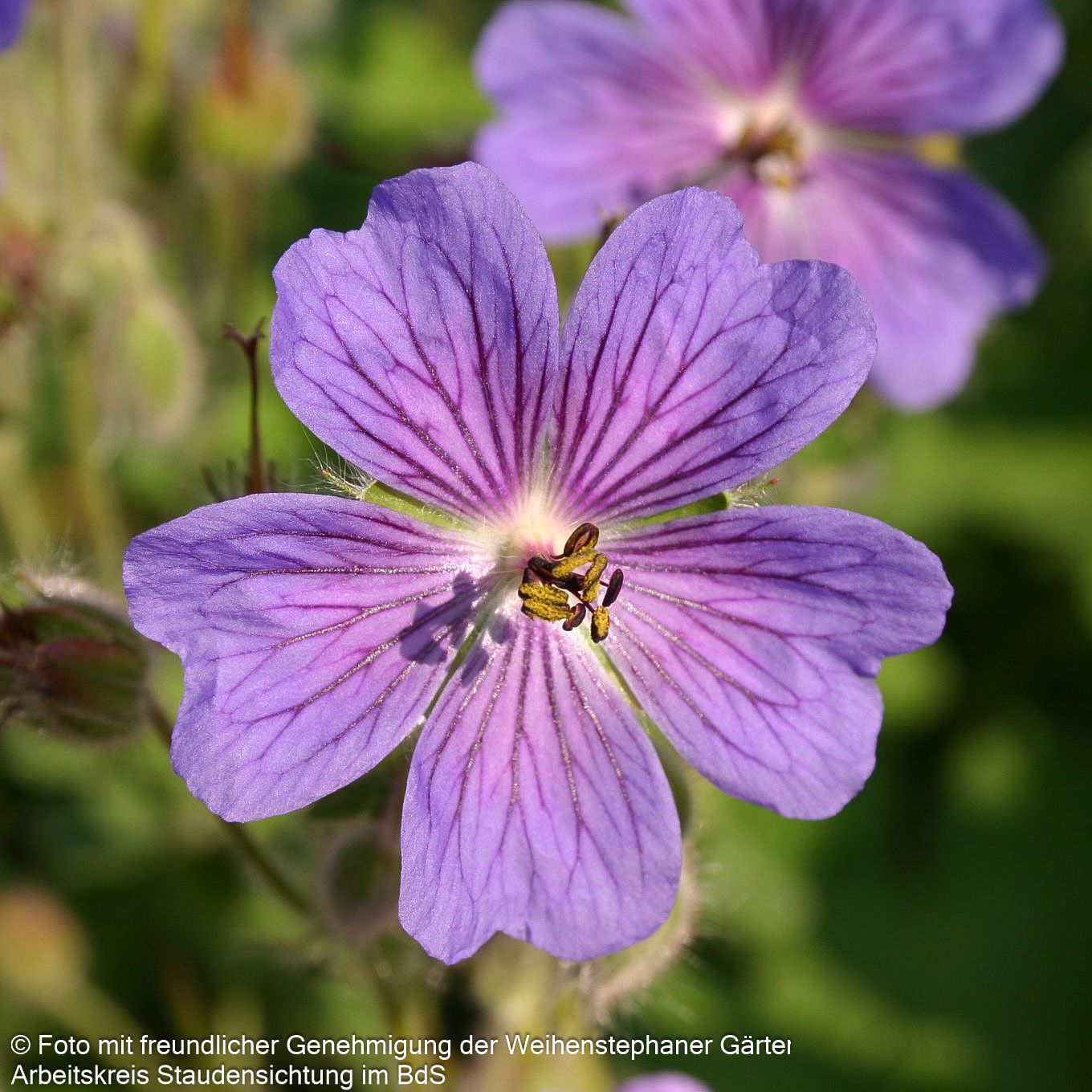 Kaukasus-Storchschnabel 'Terre Franche' (Geranium renardii)