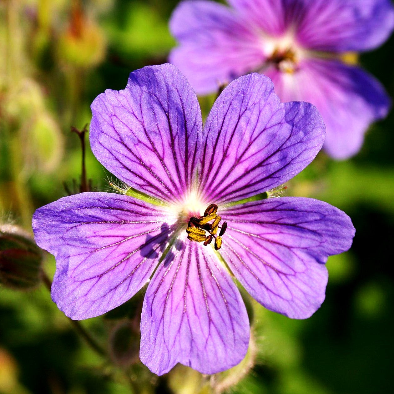 Kaukasus-Storchschnabel 'Terre Franche' (Geranium renardii)