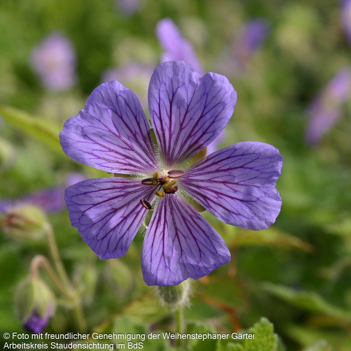 Kaukasus-Storchschnabel 'Terre Franche' (Geranium renardii)