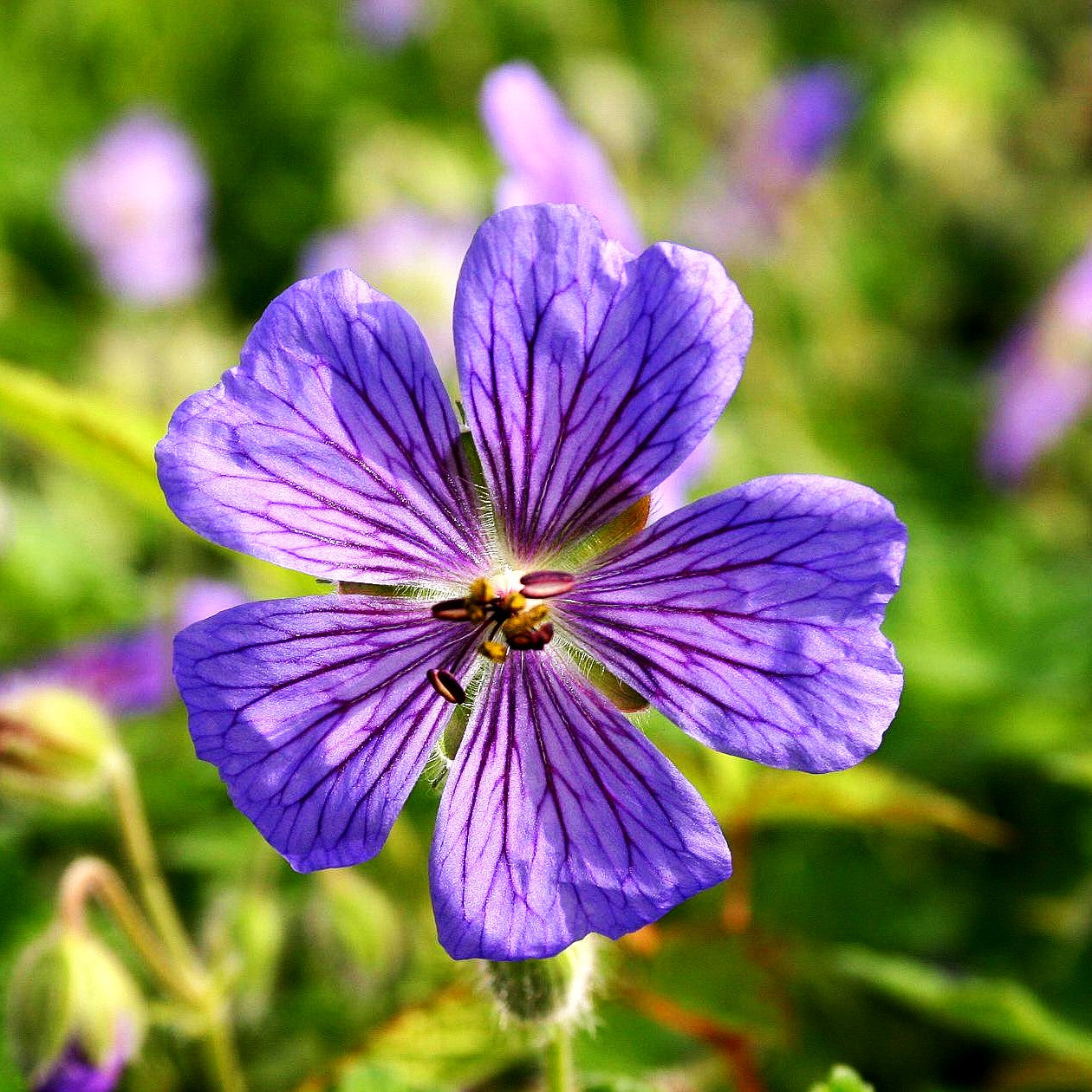 Kaukasus-Storchschnabel 'Terre Franche' (Geranium renardii)