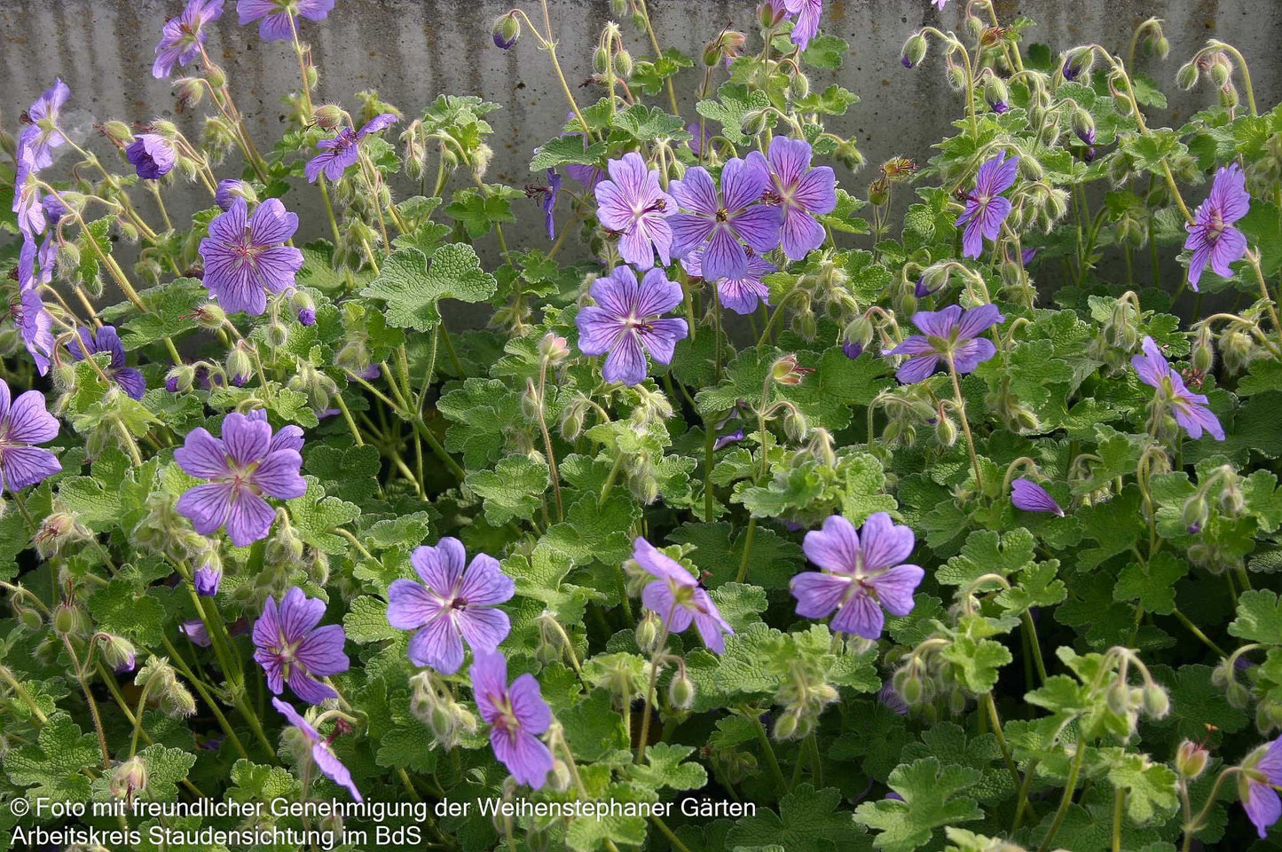 Kaukasus-Storchschnabel 'Terre Franche' (Geranium renardii)
