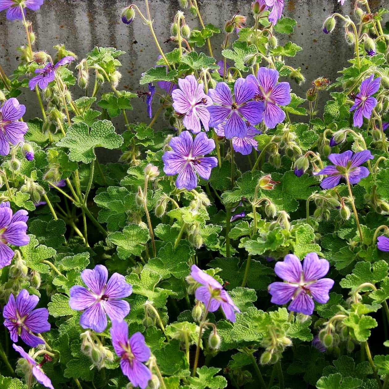 Kaukasus-Storchschnabel 'Terre Franche' (Geranium renardii)