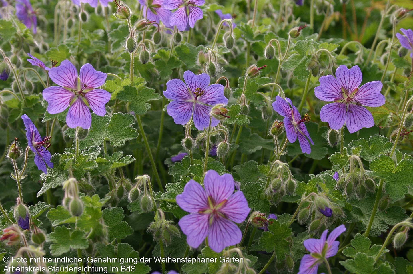 Kaukasus-Storchschnabel 'Terre Franche' (Geranium renardii)