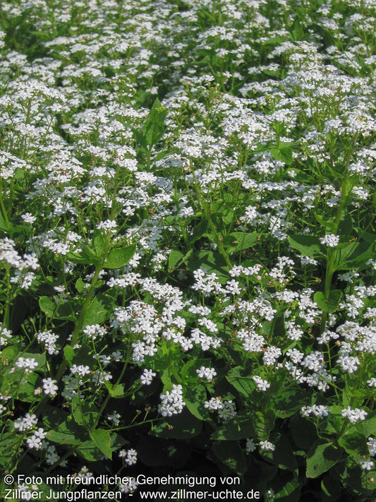 Kaukasusvergissmeinnicht 'Betty Bowring' (Brunnera macrophylla)