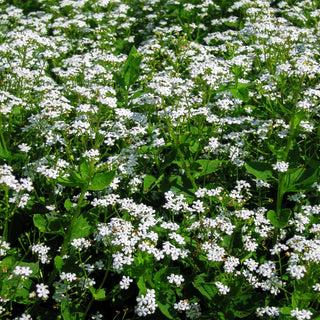 Kaukasusvergissmeinnicht 'Betty Bowring' (Brunnera macrophylla)