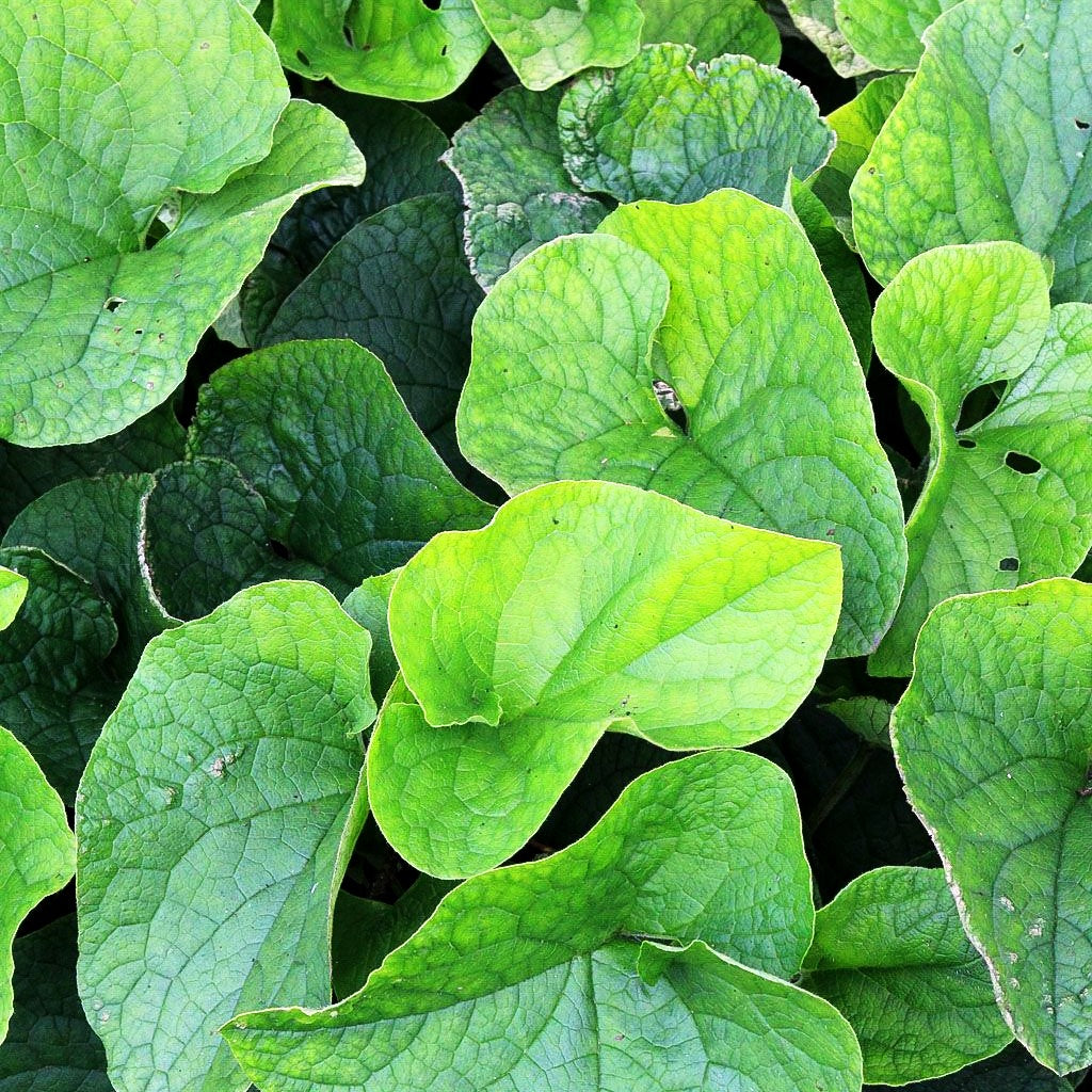 Kaukasusvergissmeinnicht 'Betty Bowring' (Brunnera macrophylla)