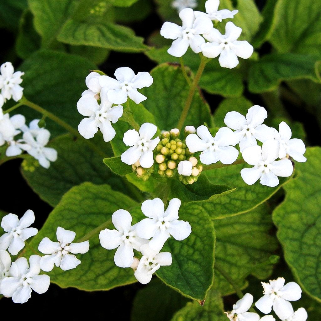 Kaukasusvergissmeinnicht 'Betty Bowring' (Brunnera macrophylla)