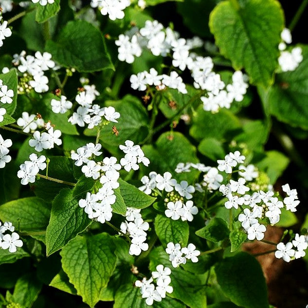 Kaukasusvergissmeinnicht 'Betty Bowring' (Brunnera macrophylla)