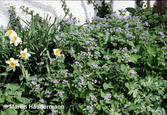 Kaukasusvergissmeinnicht (Brunnera macrophylla)