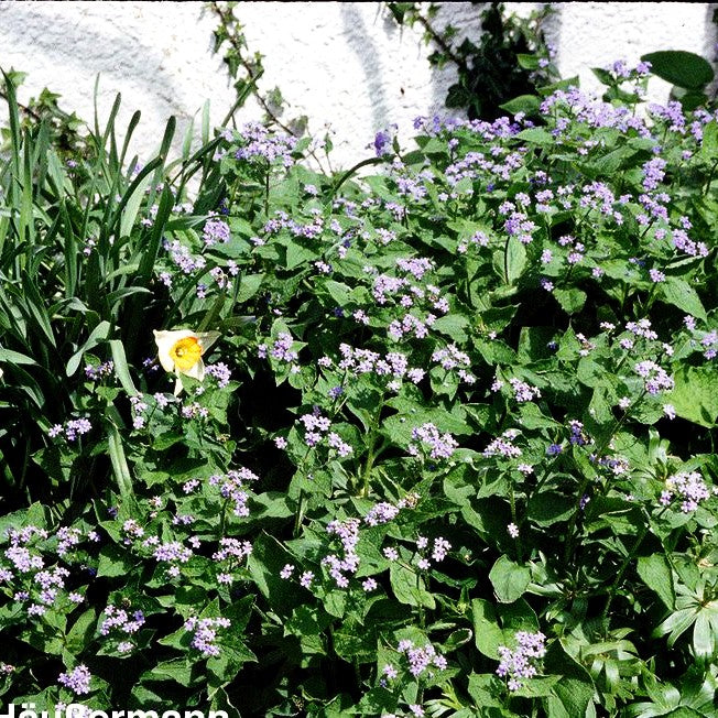 Kaukasusvergissmeinnicht (Brunnera macrophylla)