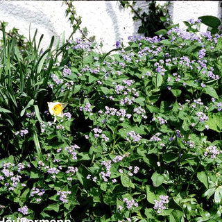 Kaukasusvergissmeinnicht (Brunnera macrophylla)