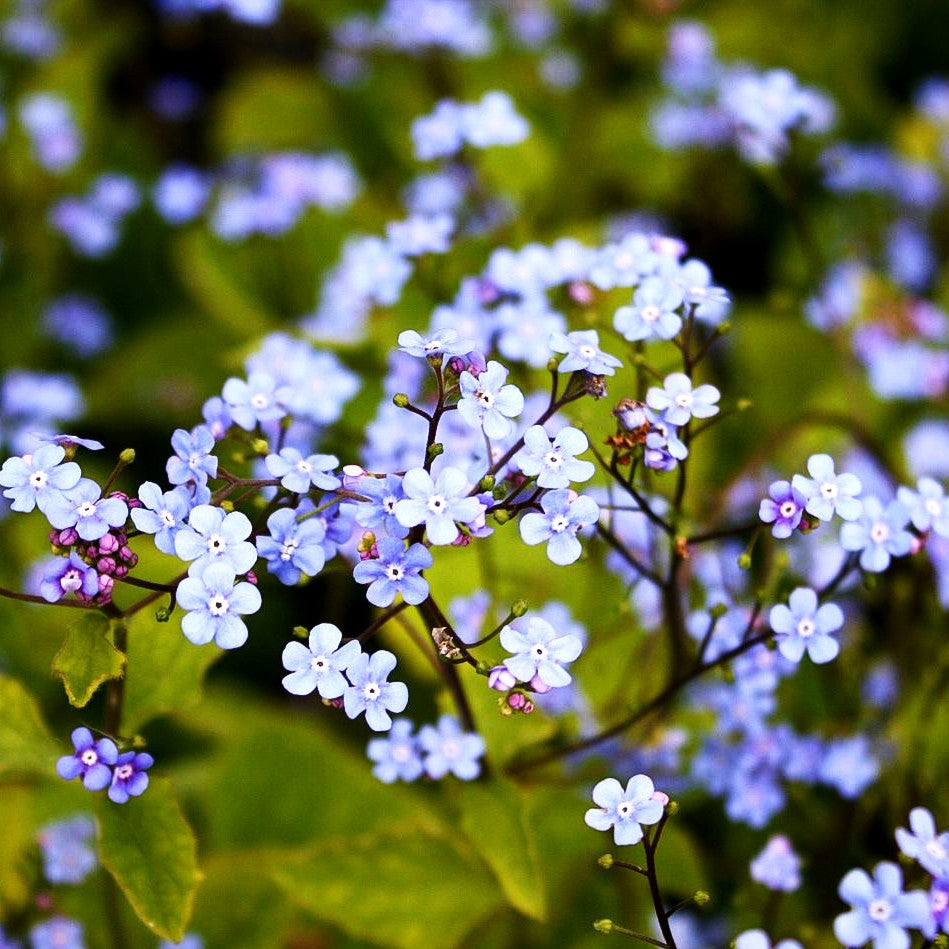Kaukasusvergissmeinnicht (Brunnera macrophylla)