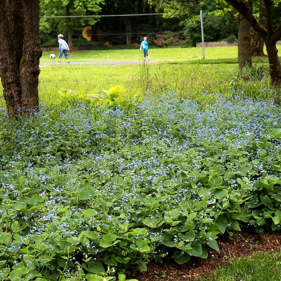 Kaukasusvergissmeinnicht (Brunnera macrophylla)