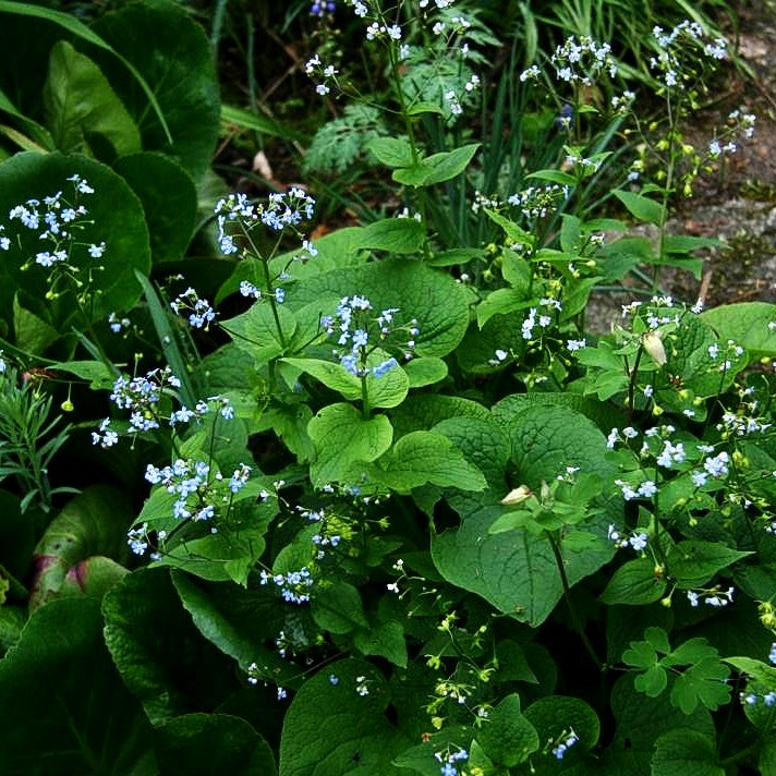 Kaukasusvergissmeinnicht (Brunnera macrophylla)