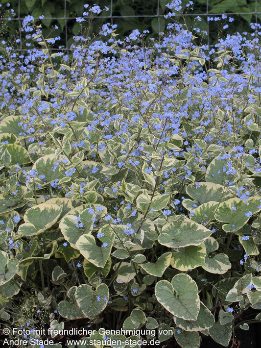 Kaukasusvergissmeinnicht 'Hadspen Cream' (Brunnera macrophylla)