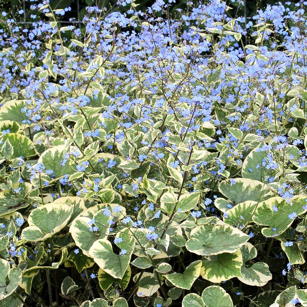 Kaukasusvergissmeinnicht 'Hadspen Cream' (Brunnera macrophylla)