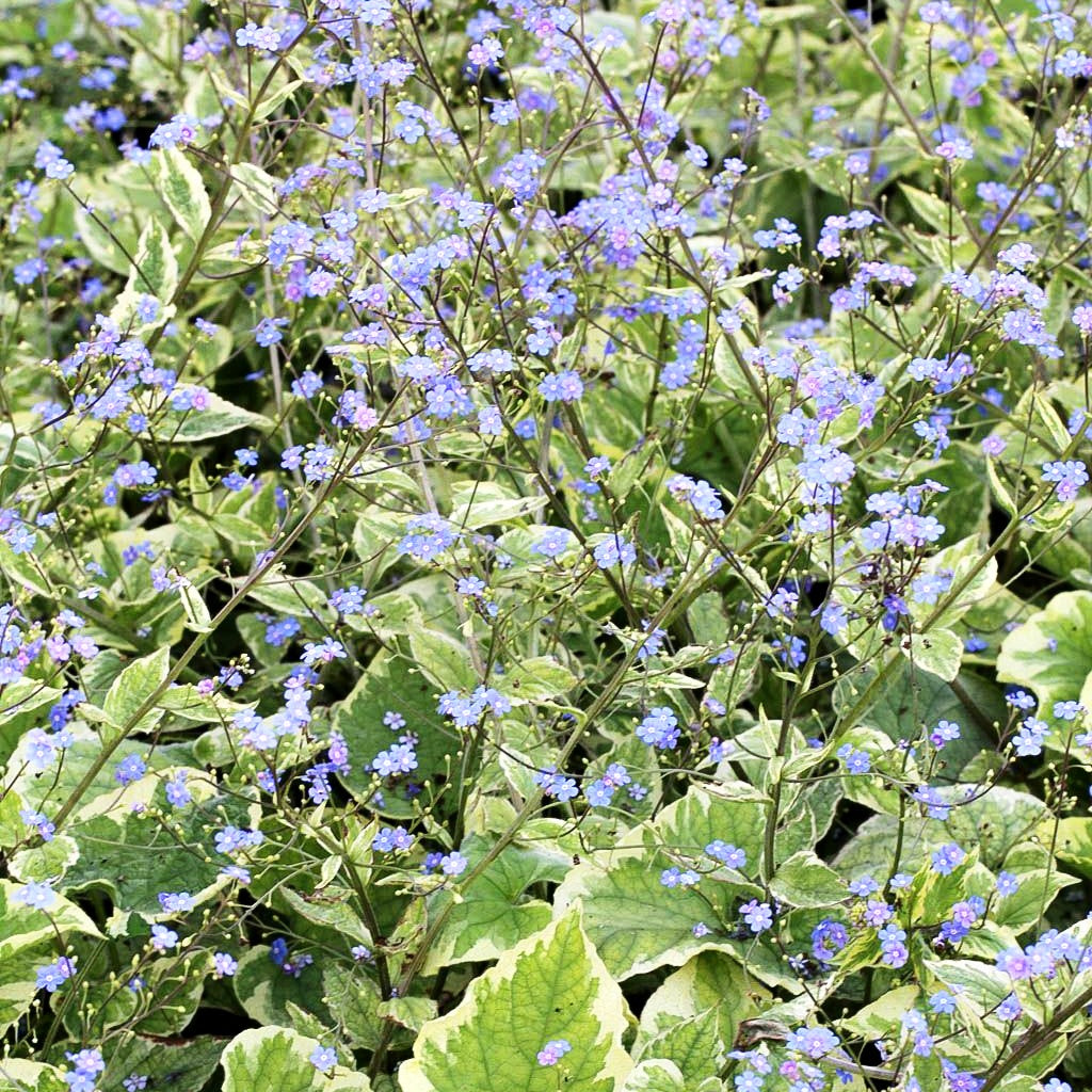 Kaukasusvergissmeinnicht 'Hadspen Cream' (Brunnera macrophylla)