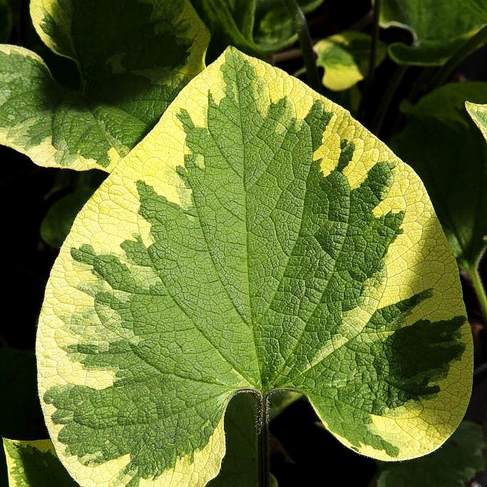 Kaukasusvergissmeinnicht 'Hadspen Cream' (Brunnera macrophylla)