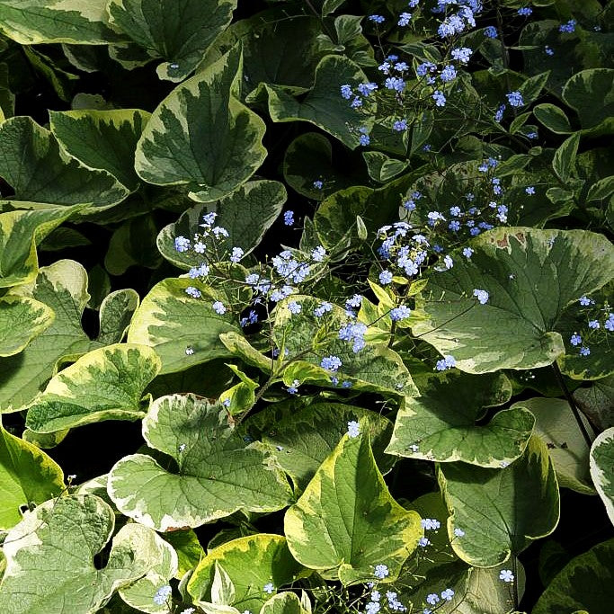 Kaukasusvergissmeinnicht 'Hadspen Cream' (Brunnera macrophylla)