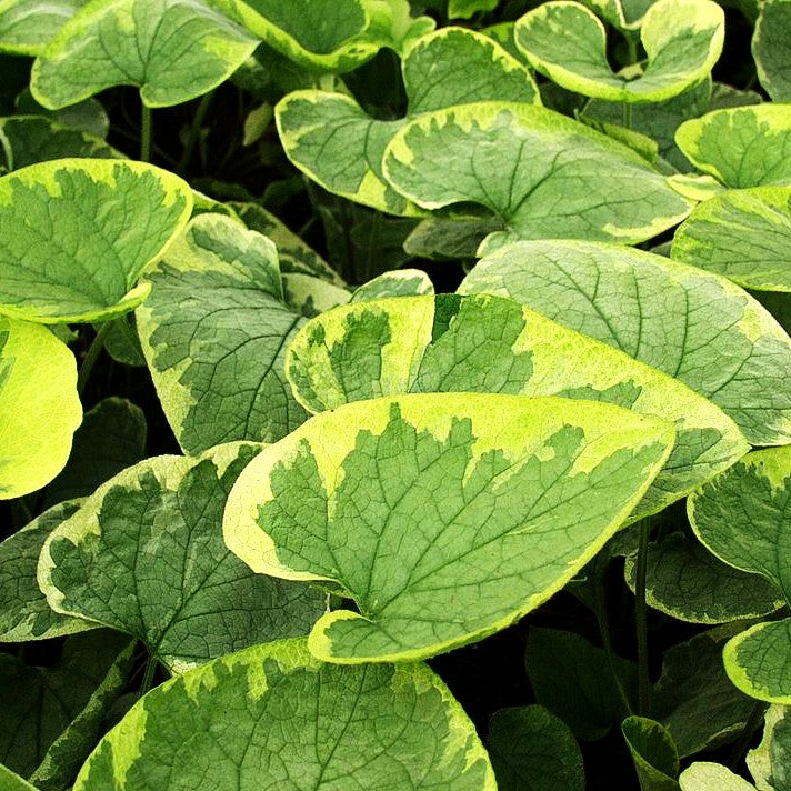 Kaukasusvergissmeinnicht 'Hadspen Cream' (Brunnera macrophylla)