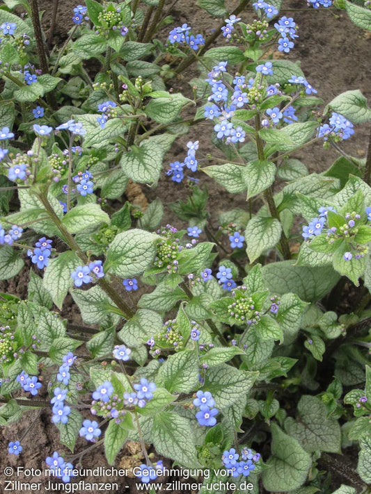Kaukasusvergissmeinnicht 'Looking Glass' (Brunnera macrophylla)