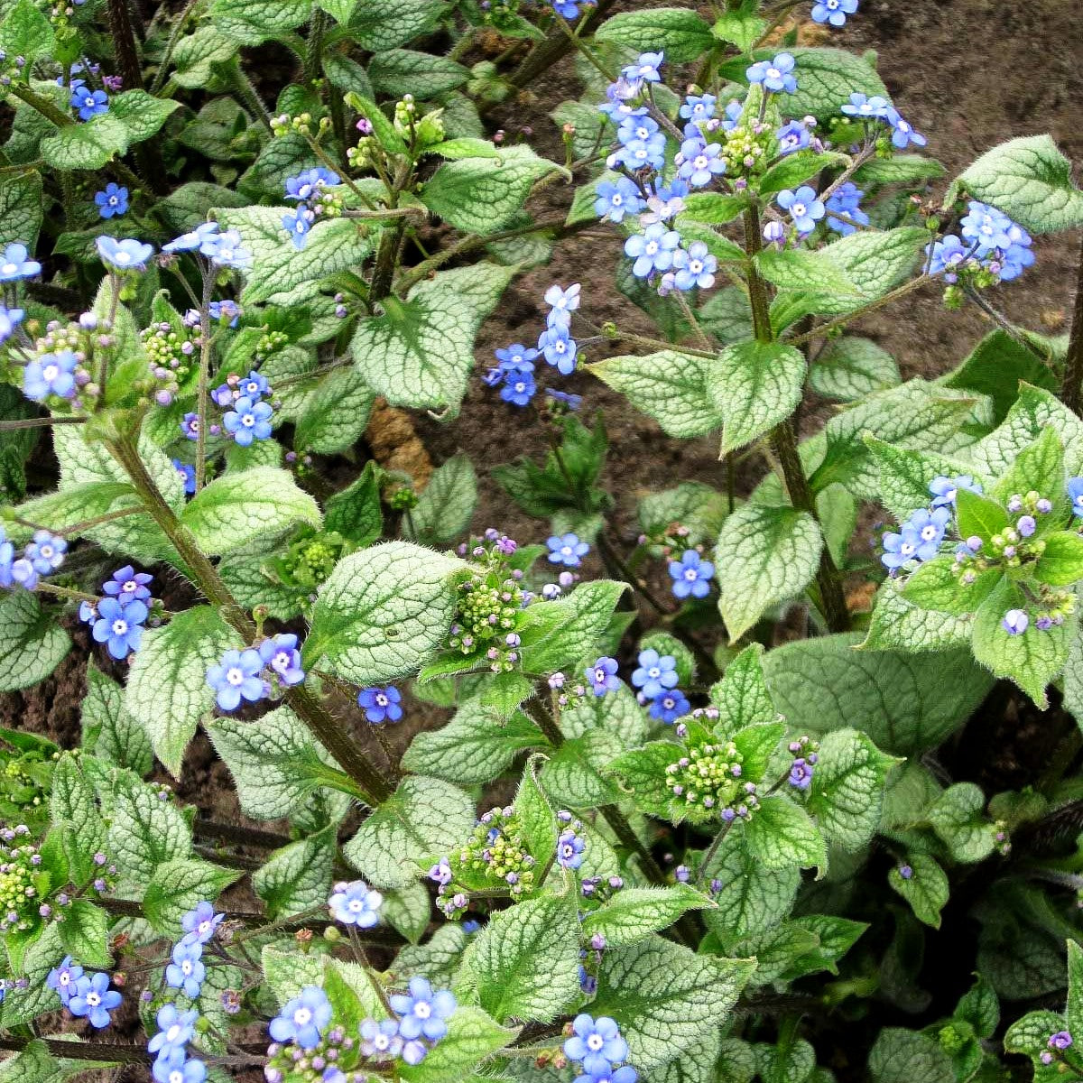 Kaukasusvergissmeinnicht 'Looking Glass' (Brunnera macrophylla)