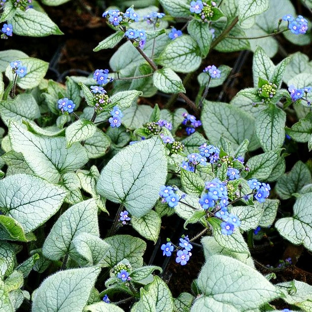 Kaukasusvergissmeinnicht 'Looking Glass' (Brunnera macrophylla)