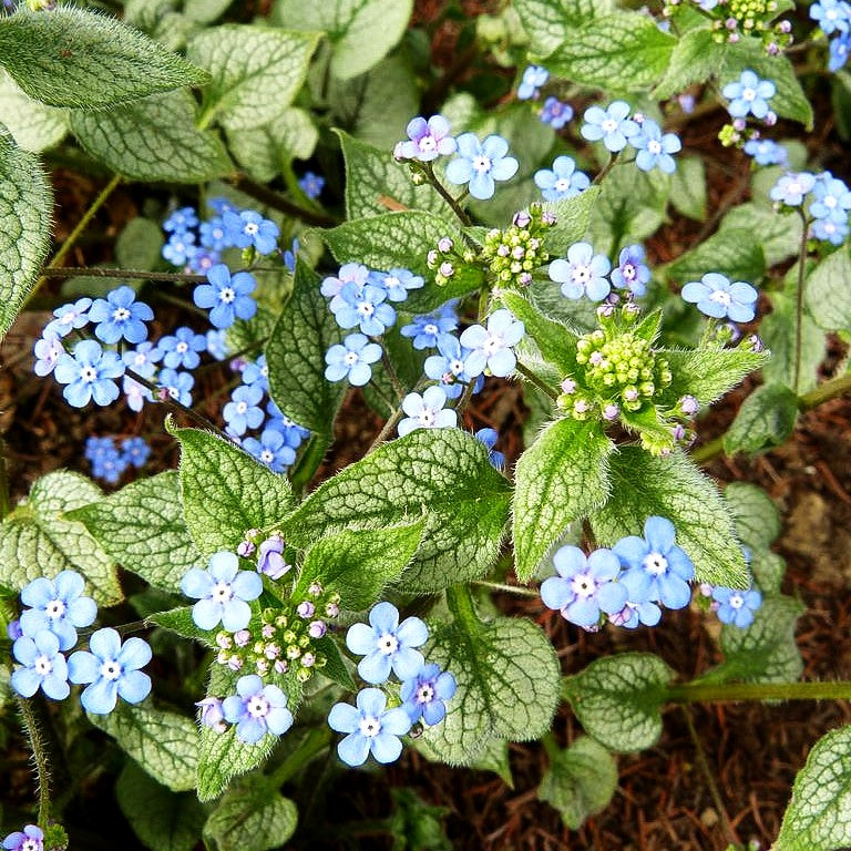 Kaukasusvergissmeinnicht 'Looking Glass' (Brunnera macrophylla)