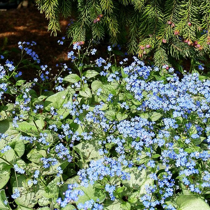 Kaukasusvergissmeinnicht 'Looking Glass' (Brunnera macrophylla)