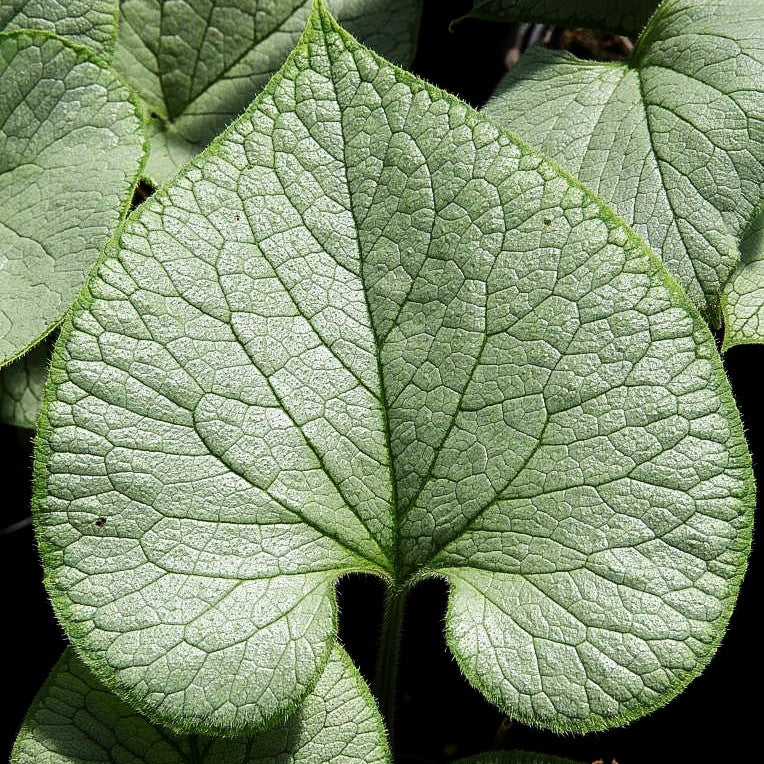 Kaukasusvergissmeinnicht 'Looking Glass' (Brunnera macrophylla)