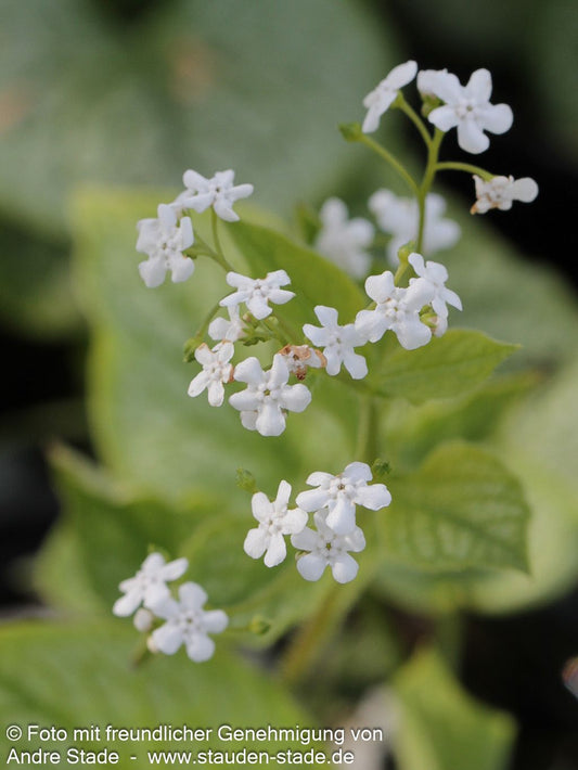 Kaukasusvergissmeinnicht 'Mr Morse' (Brunnera macrophylla)