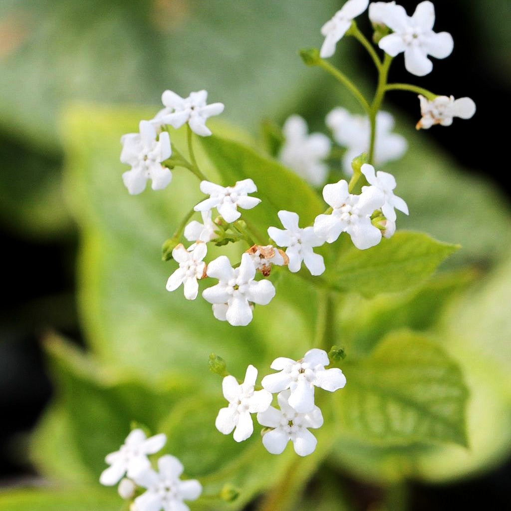 Kaukasusvergissmeinnicht 'Mr Morse' (Brunnera macrophylla)
