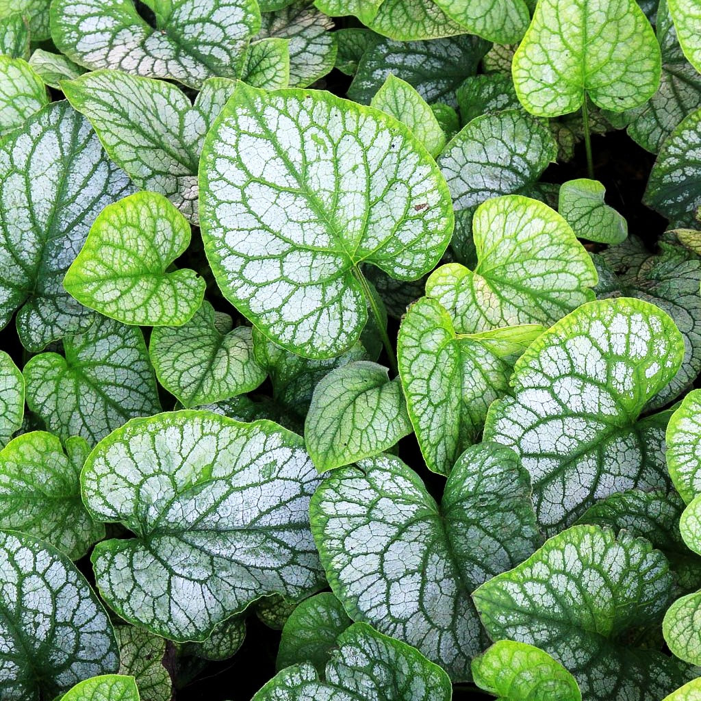 Kaukasusvergissmeinnicht 'Mr Morse' (Brunnera macrophylla)