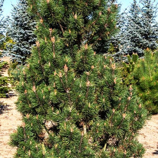 Kegel-Berg-Kiefer 'Columbo' (Pinus mugo)