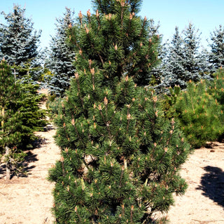 Kegel-Berg-Kiefer 'Columbo' (Pinus mugo)