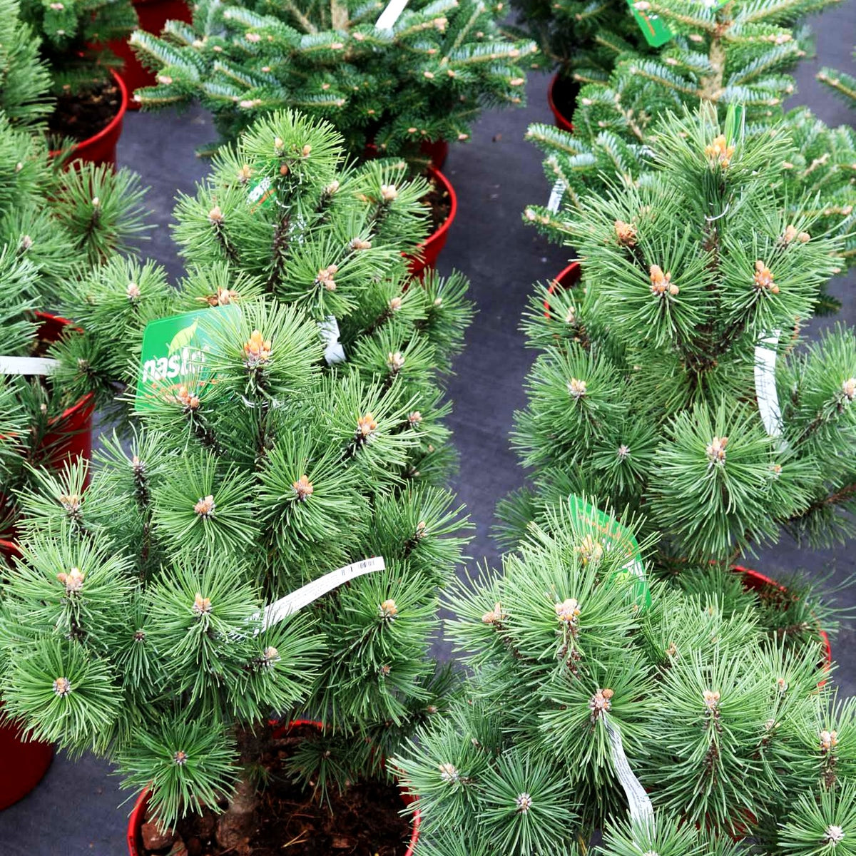 Kegel-Berg-Kiefer 'Columbo' (Pinus mugo)