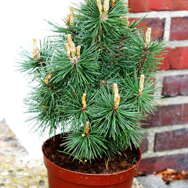 Kegel-Berg-Kiefer 'Columbo' (Pinus mugo)