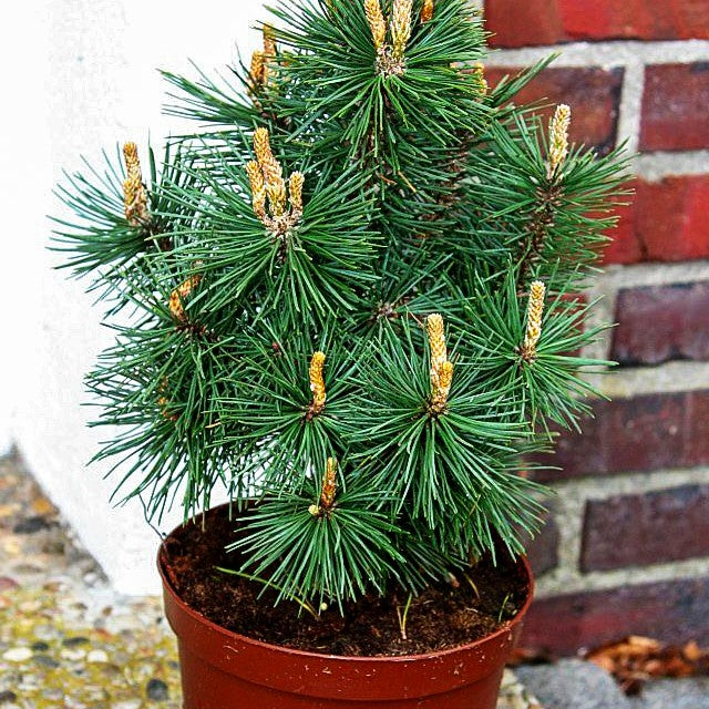 Kegel-Berg-Kiefer 'Columbo' (Pinus mugo)