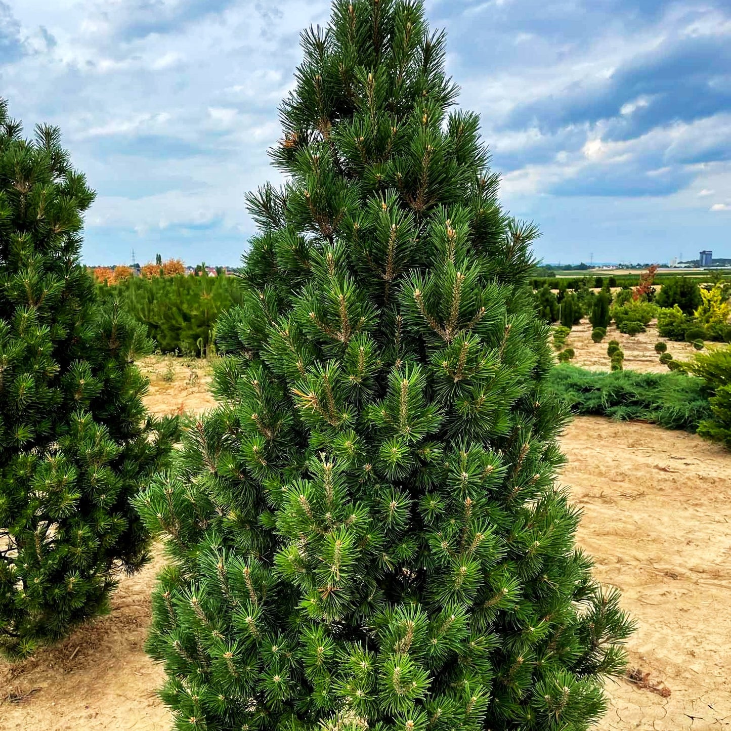 Kegel-Berg-Kiefer 'Columbo' (Pinus mugo)