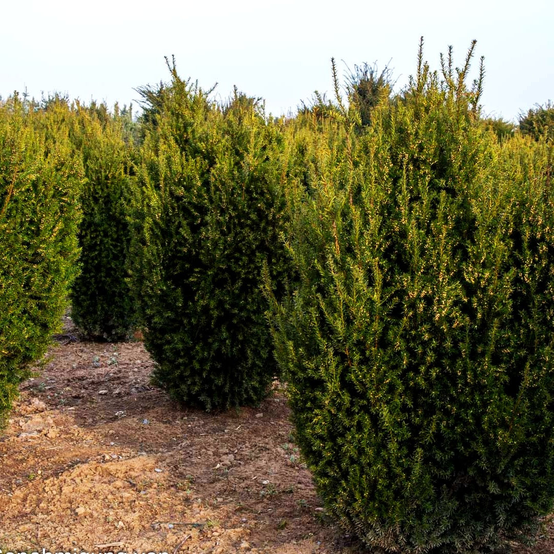 Kegel-Eibe 'Hillii' (Taxus media)
