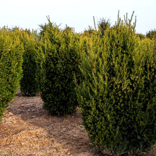 Kegel-Eibe 'Hillii' (Taxus media)