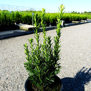 Kegel-Eibe 'Hillii' (Taxus media)