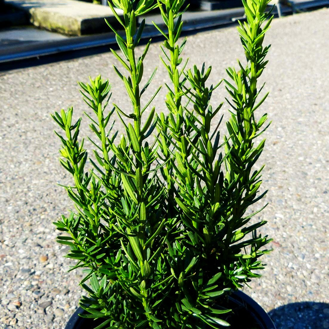 Kegel-Eibe 'Hillii' (Taxus media)