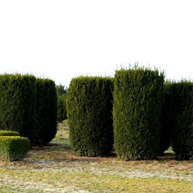 Kegel-Eibe 'Hillii' (Taxus media)