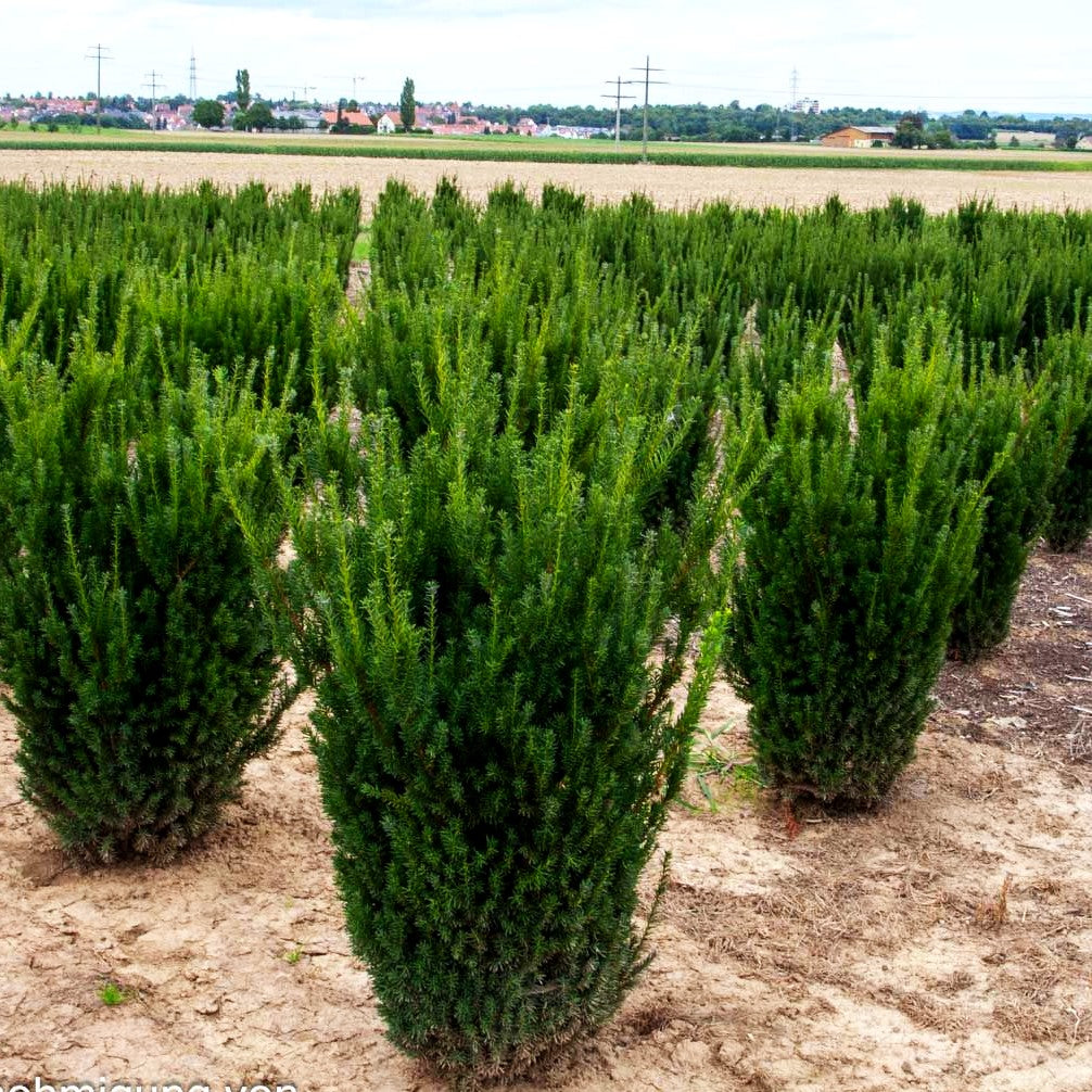 Kegel-Eibe 'Hillii' (Taxus media)