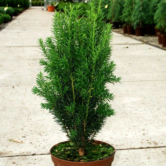 Kegel-Eibe 'Hillii' (Taxus media)