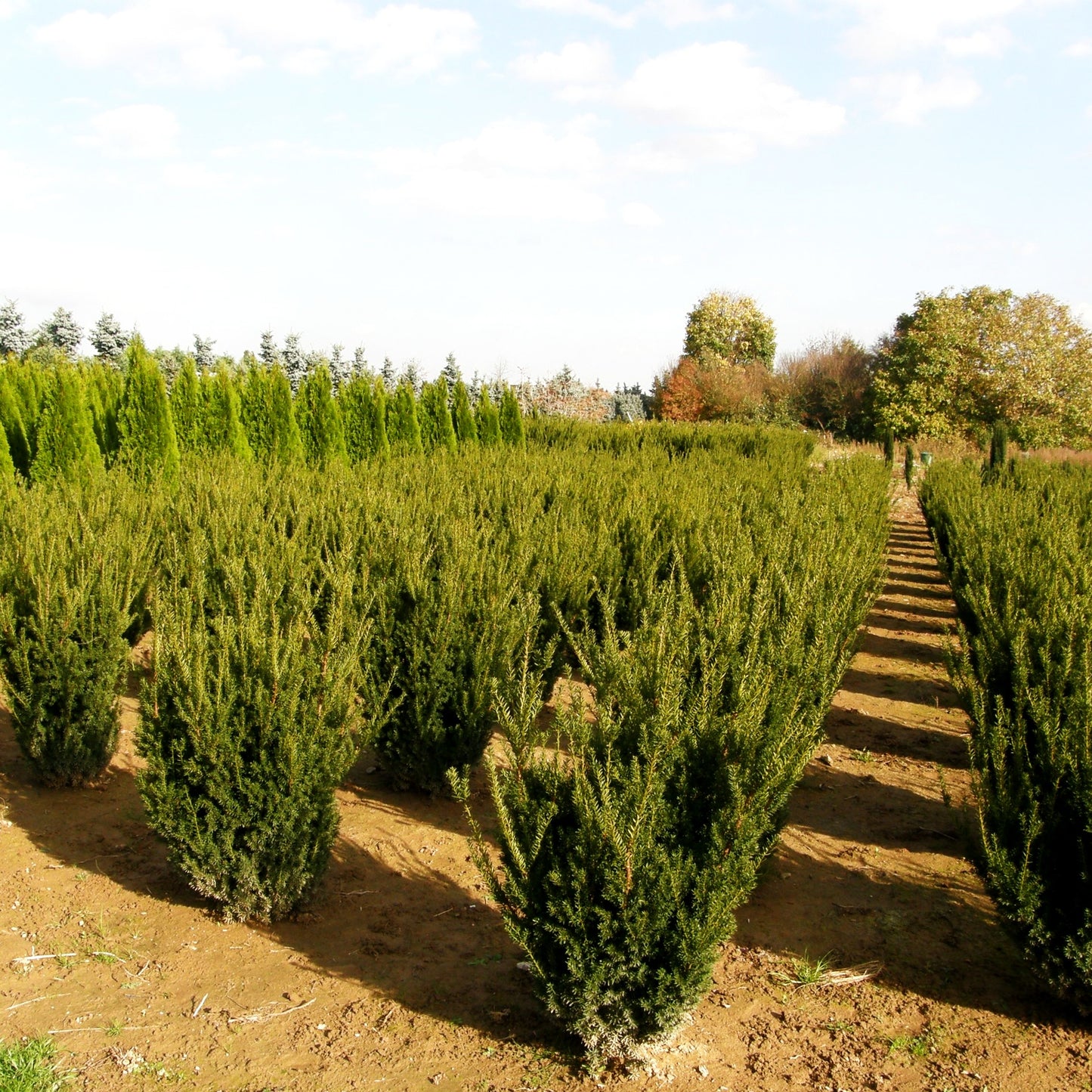 Kegel-Eibe 'Hillii' (Taxus media)