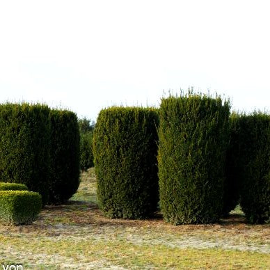 Kegel-Eibe 'Hillii' (Taxus media)
