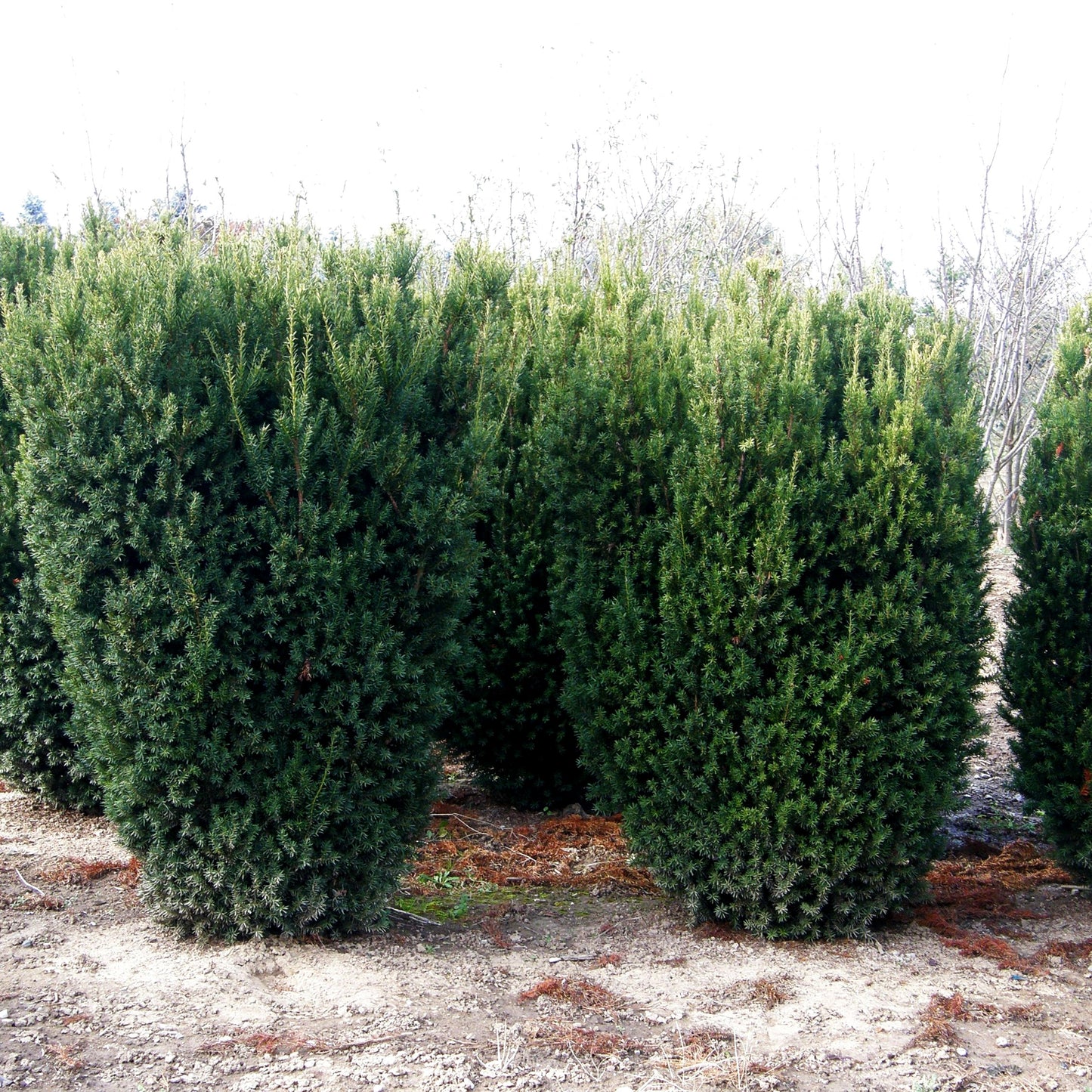 Kegel-Eibe 'Hillii' (Taxus media)