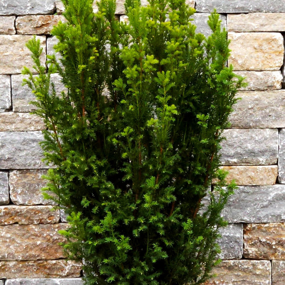 Kegel-Eibe 'Overeynderi' (Taxus baccata)